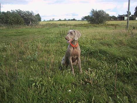 Weimaraner HOT SHOOT´S DITTO HD-A - Ja Ja, og så lad os komme videre ik?  billede 7