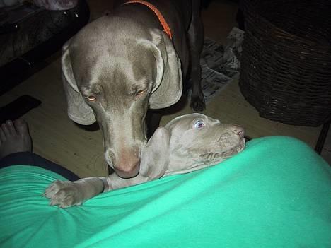 Weimaraner HOT SHOOT´S DITTO HD-A - DEN KAN VEL SPISES? billede 8