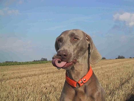 Weimaraner HOT SHOOT´S DITTO HD-A - Slupre billede 9