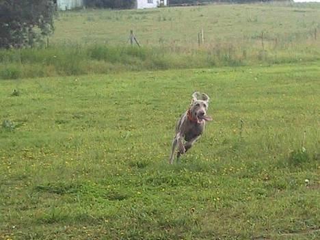 Weimaraner HOT SHOOT´S DITTO HD-A - KOMMER NUUUUUUUUUUUUUUUUUUUUUU........................... billede 10