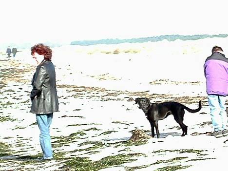 Blanding af racer Sara - Her er vi på en rask lille strandtur, Sara elsker at bade, også når det er koldt billede 4