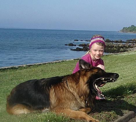 Schæferhund Samson - Minna passer på mig i dag billede 9