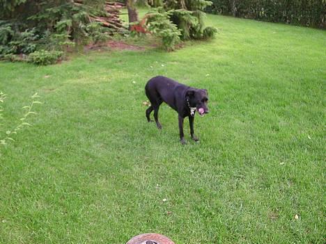 Blanding af racer Sara - Det var altså ikke mig, der spiste bøffen mor, det var det altså ikke! billede 5