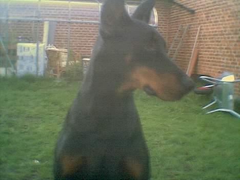 Dobermann (Genning's Sultan) Pinta billede 9