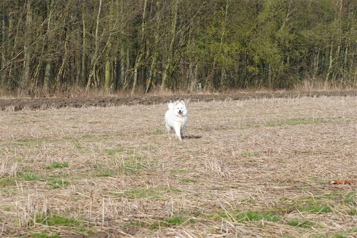 Samojedhund Luffe billede 8