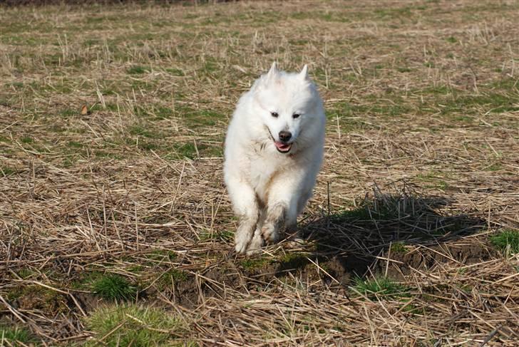 Samojedhund Luffe billede 9