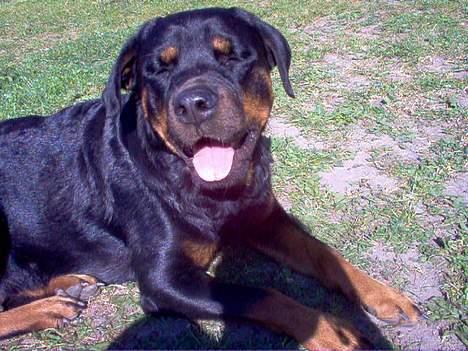 Rottweiler Rina - Jeg ligger lige og slapper af.. billede 5