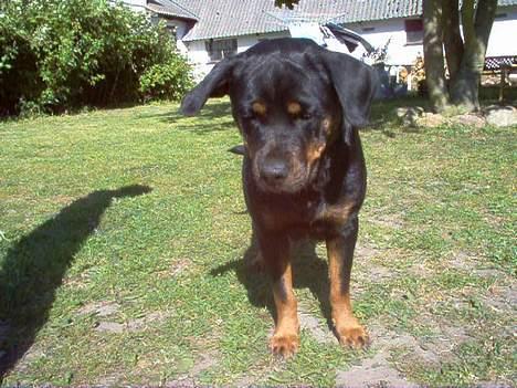 Rottweiler Rina - Kom nu leg med mig, kast min pind. billede 6