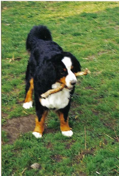Berner sennenhund Bonita - Legesyge fjollerumpe :o) billede 6