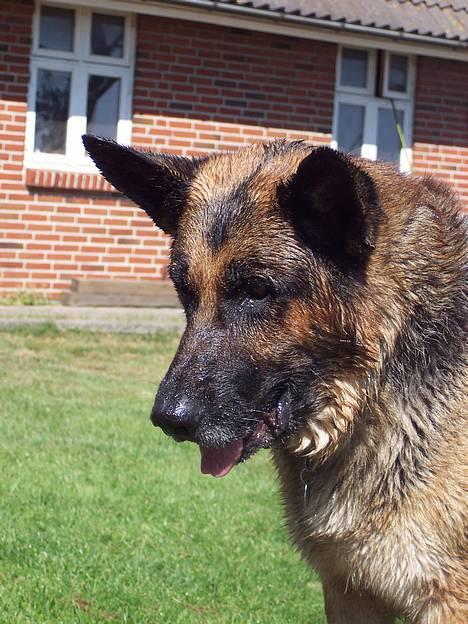 Schæferhund Bjørn * aflivet :'/ * - Hej :D billede 1