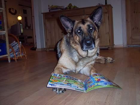 Schæferhund Bjørn * aflivet :'/ * - Her læser den så i en Fætter BR reklame :P billede 2