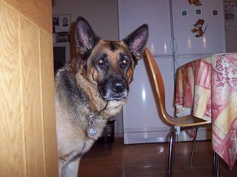 Schæferhund Bjørn * aflivet :'/ * - Hali Halløj med dig! billede 3