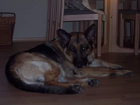 Schæferhund Bjørn * aflivet :'/ * - Bli nu færdig med at ta billeder! billede 4