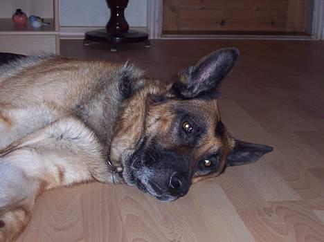 Schæferhund Bjørn * aflivet :'/ * - Jeeg er træt billede 5