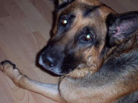 Schæferhund Bjørn * aflivet :'/ * - Bjørn tænker: Hva er det? Ser jeg ikk sød ud?" billede 6