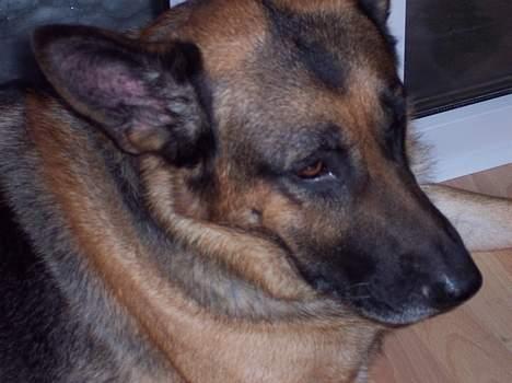 Schæferhund Bjørn * aflivet :'/ * - Et nærbilled af Bjørn billede 7