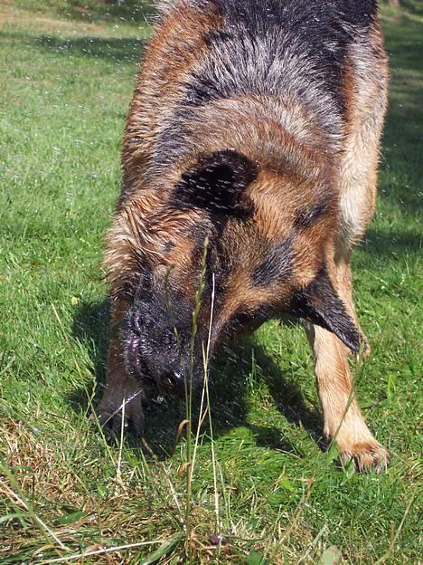 Schæferhund Bjørn * aflivet :'/ * billede 8