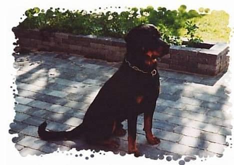 Rottweiler Balder billede 8