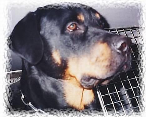Rottweiler Balder billede 9