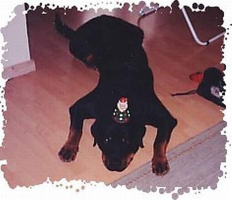 Rottweiler Balder billede 10