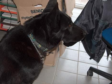 Schæferhund Toftegårdens Jolly #død# - Jolly ude på kontoret. billede 1