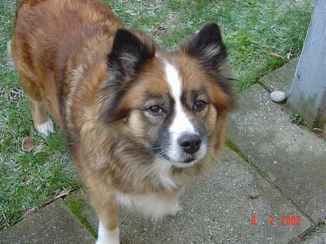 Islandsk fårehund Eyja billede 3