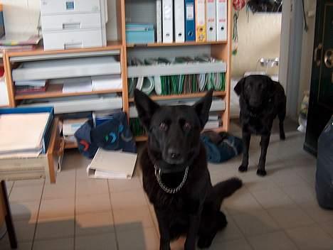 Schæferhund Toftegårdens Jolly #død# - Jolly og Lupo på kontoret endnu en gang billede 2