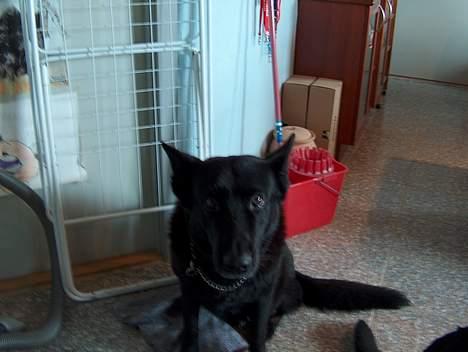 Schæferhund Toftegårdens Jolly #død# - Jolly vogter vasketøjet. billede 3