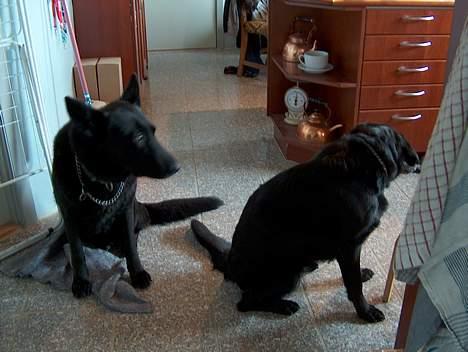 Schæferhund Toftegårdens Jolly #død# - Jolly og Lupo i køkkenet. billede 4