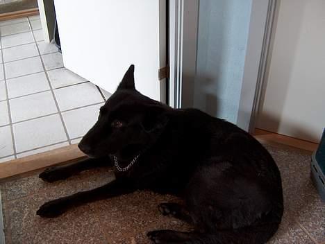 Schæferhund Toftegårdens Jolly #død# - Jolle-bolle billede 5