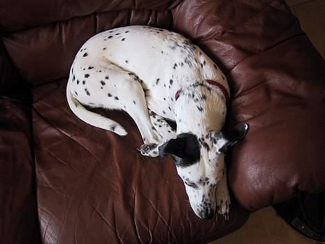 Blanding af racer Mille *Død* - Milles ynglings beskæftigelse er at sove :P billede 7