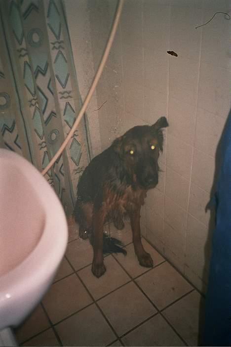Blanding af racer Kino *RIP* - hmm våd hund...  billede 6