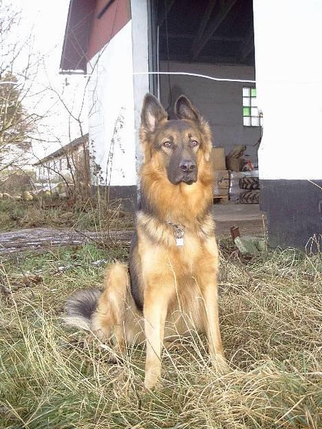 Blanding af racer Kino *RIP* - Her sidder jeg lige...  billede 5