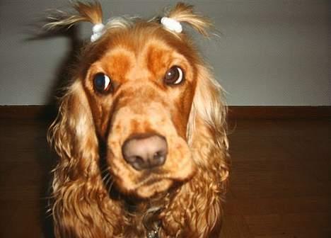 Cocker spaniel Molly - Her er hun så.. Med rottehaler :-) Et af mine yndlingsbilleder af hende. billede 1
