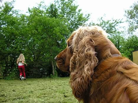 Cocker spaniel Molly - Her er vi så i vores sommerhus. Den lille frøksen sidder ved siden af mig (som ligger på græset) og ser på mens søster og far spiller fodbold :o) billede 2