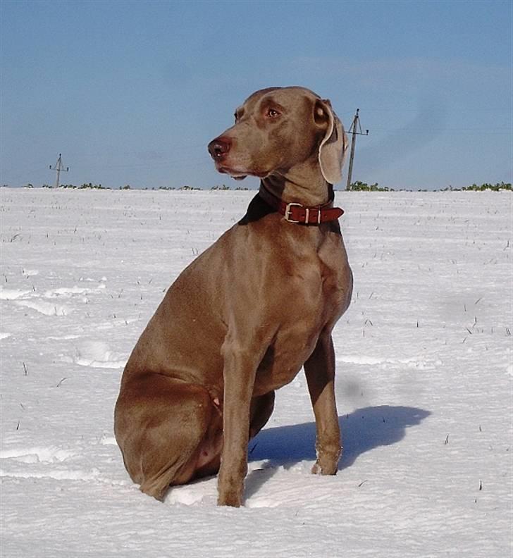 Weimaraner Kiwi - 2008 billede 9