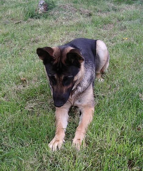 Schæferhund Milla - venstre - højre - øø hvilken godbid først billede 1