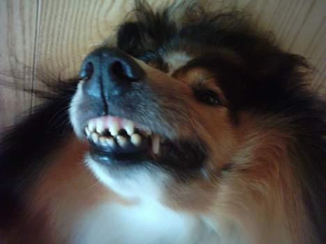 Collie langhåret Golden Maskot R.I.P <3 billede 2