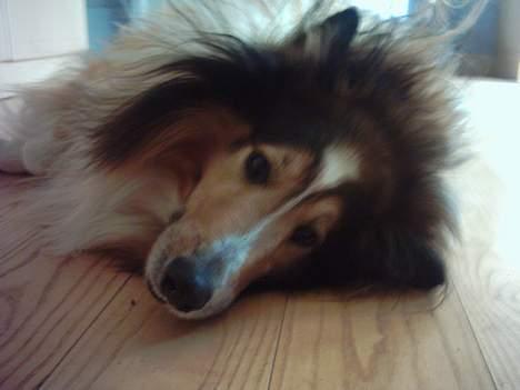 Collie langhåret Golden Maskot R.I.P <3 billede 3