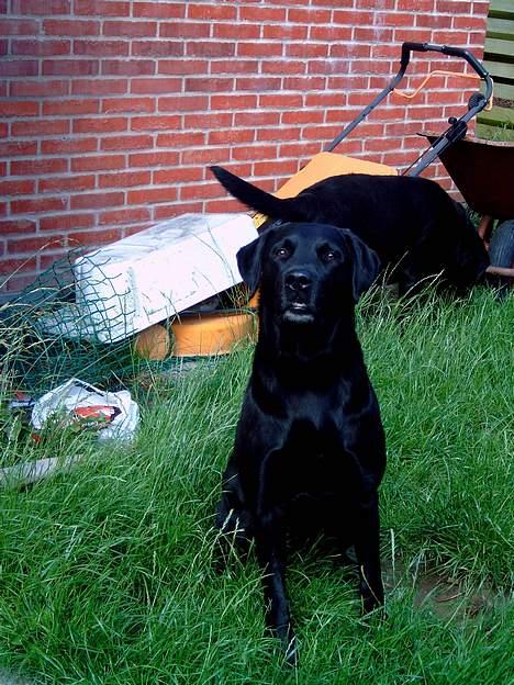 Labrador retriever Bastian - Er jeg ikke smuk  billede 1