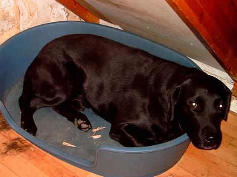 Labrador retriever Bastian - Bastian er blevet træt  billede 2