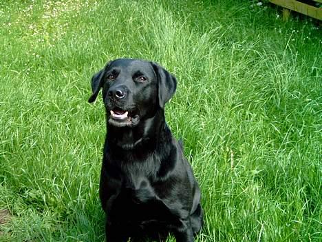 Labrador retriever Bastian - Bastian i haven billede 3
