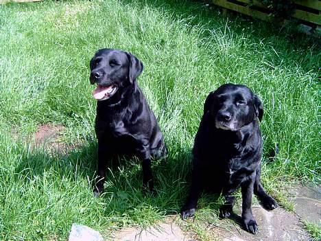 Labrador retriever Bastian - Bastian og hans mor Tara billede 4