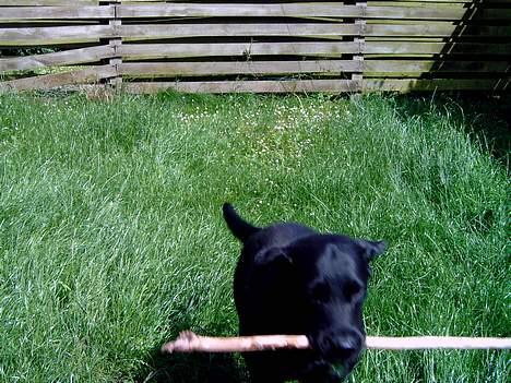 Labrador retriever Bastian - Bastian med en stor pind  billede 5