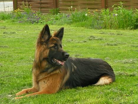 Schæferhund Ronja (2003-2010) billede 6