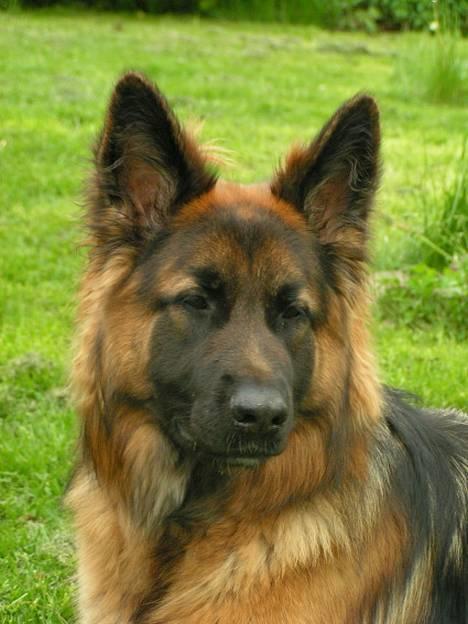 Schæferhund Ronja (2003-2010) billede 7