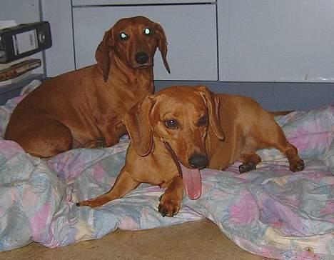 Gravhund Molly billede 1