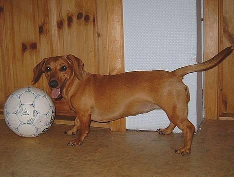 Gravhund Molly billede 2