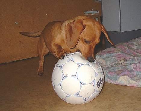 Gravhund Molly billede 3