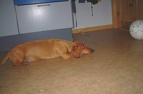 Gravhund Molly billede 4